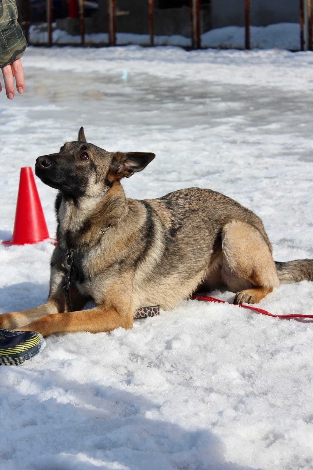 Дресирування собак MaliGuards Club K9