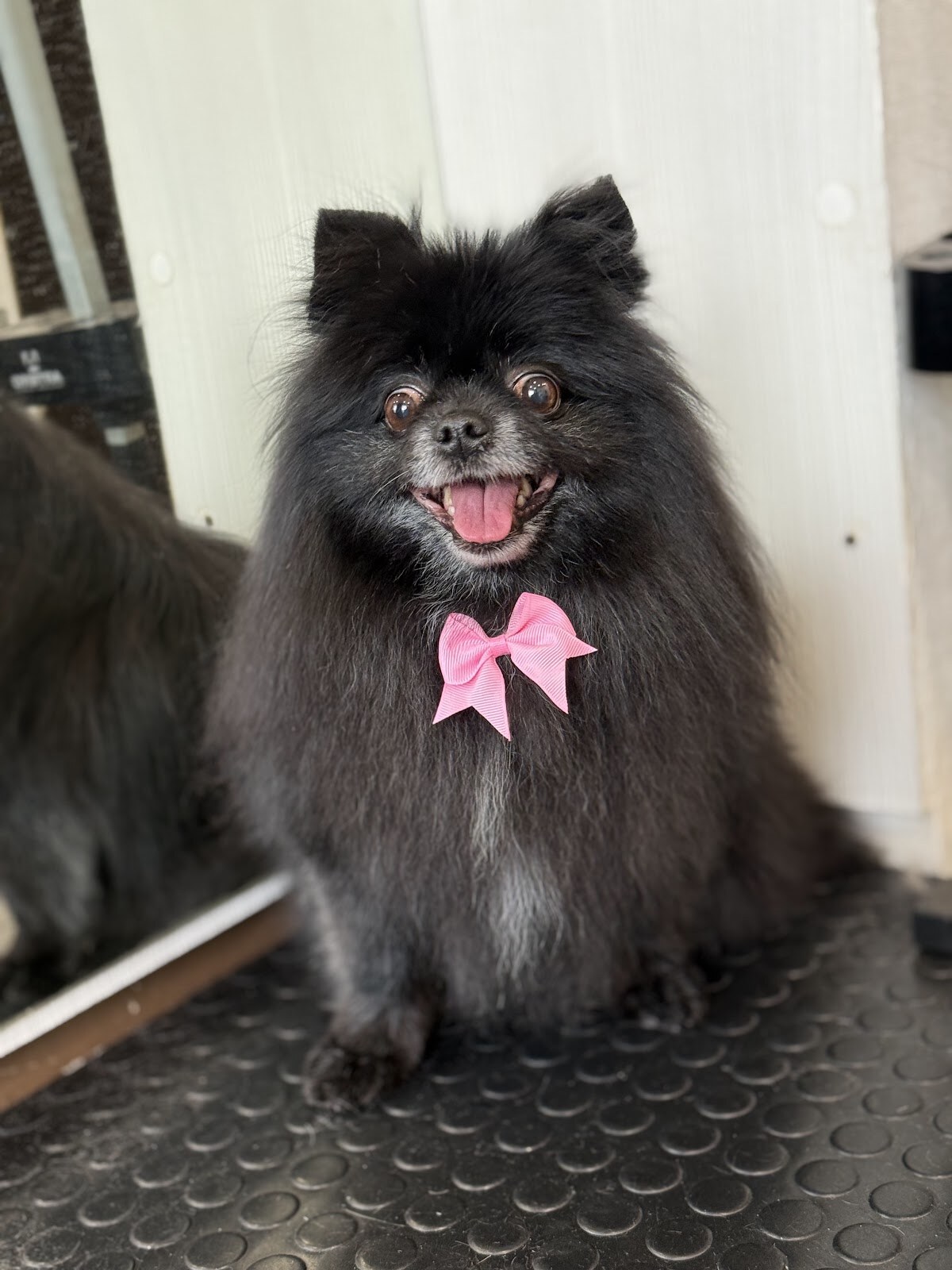 GROOM 4 PET