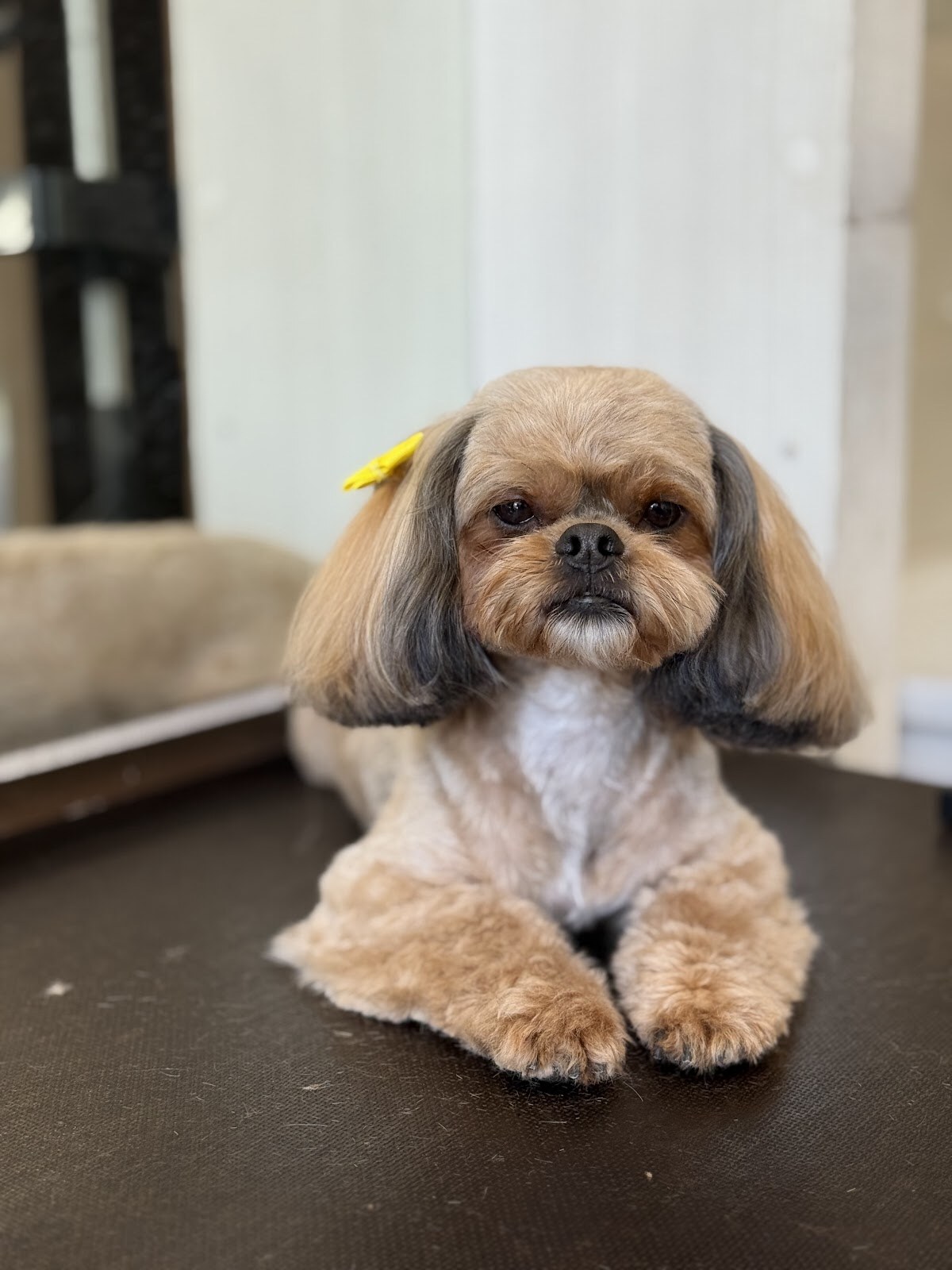 GROOM 4 PET