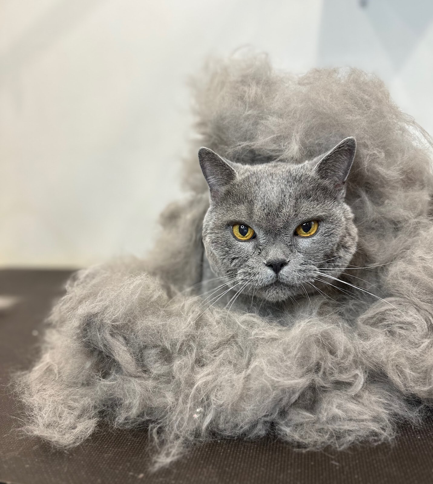 GROOM 4 PET