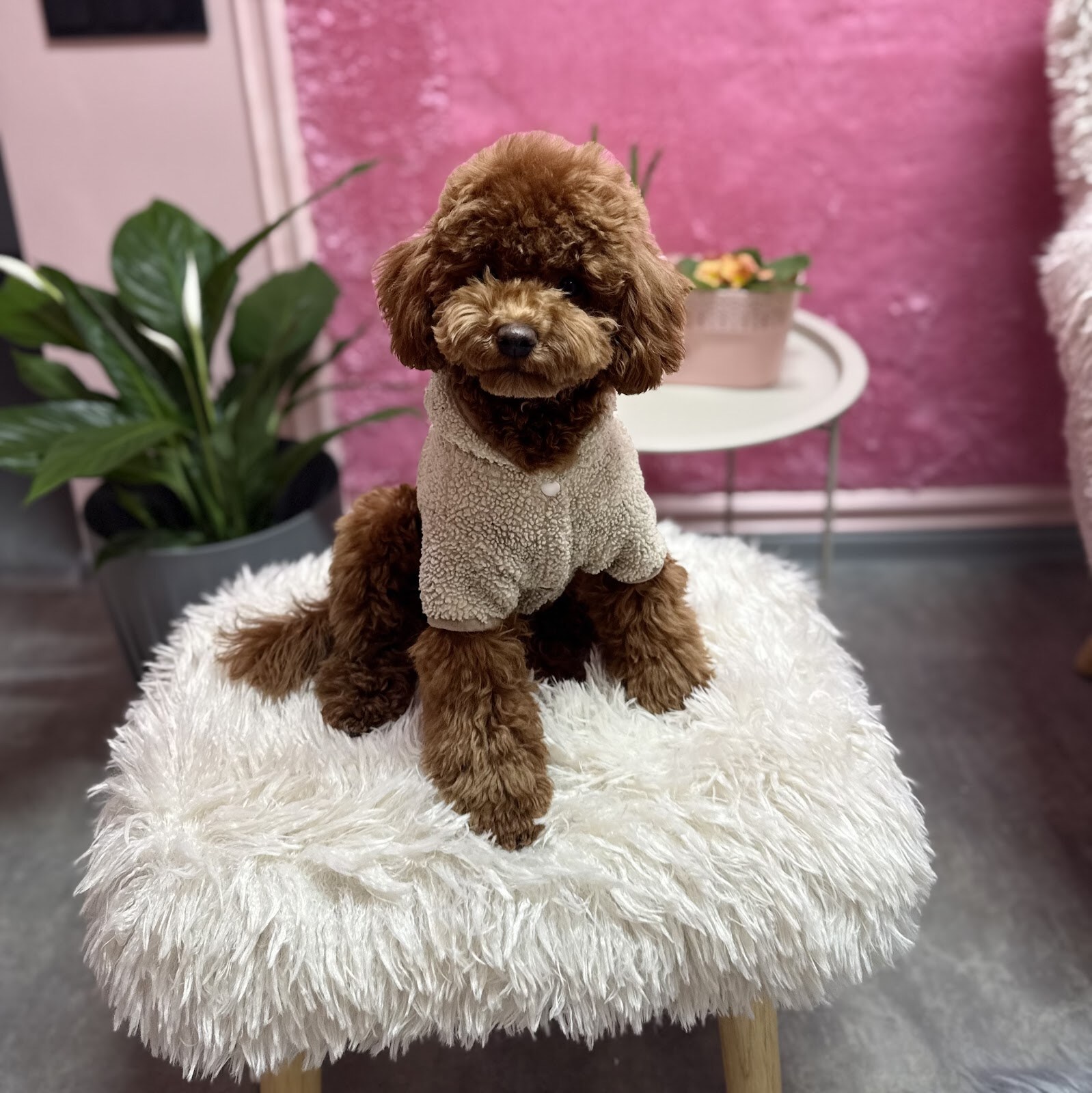 Грумінг салон «Mimi friends»