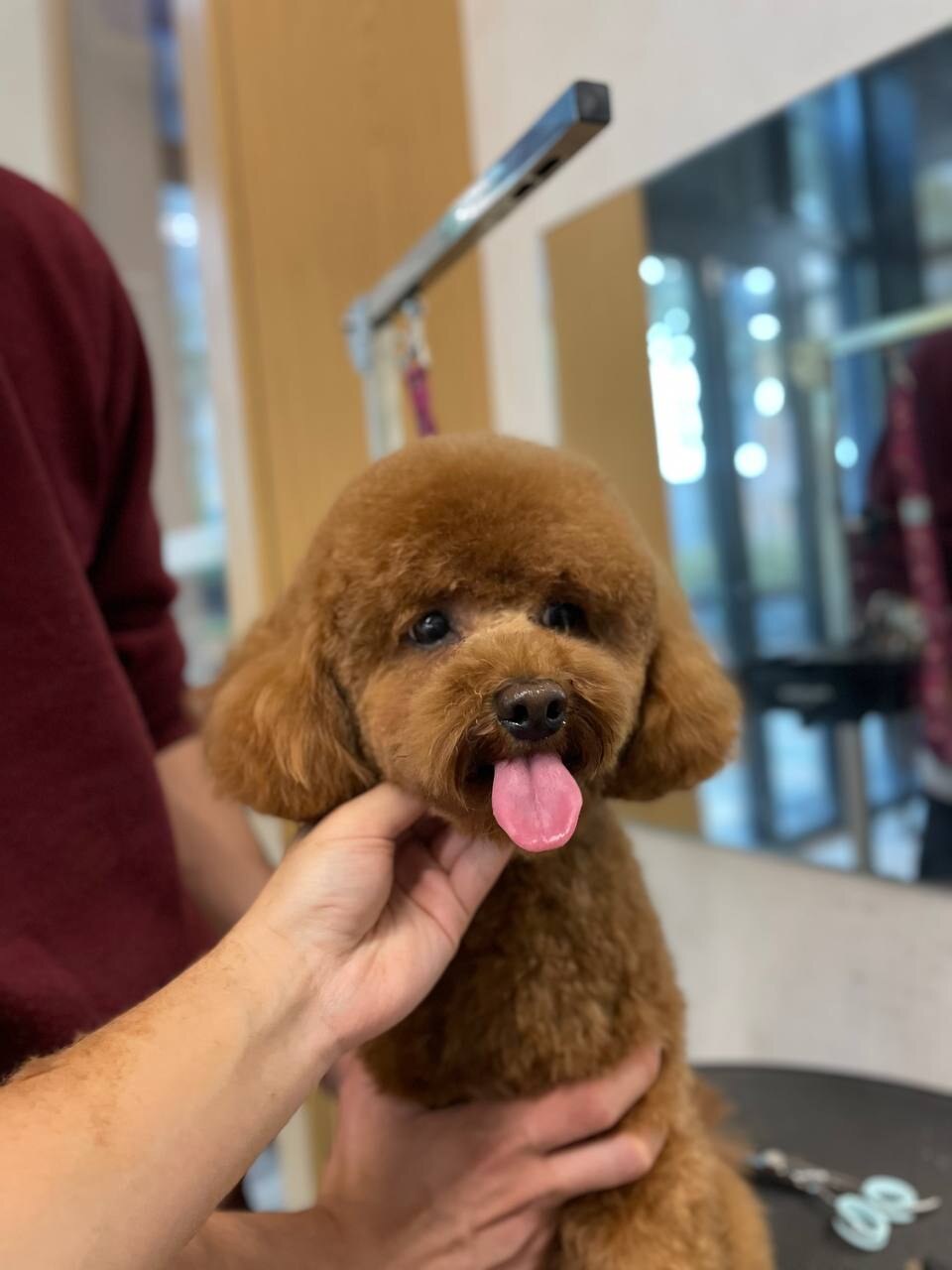 Grooming Pets Point