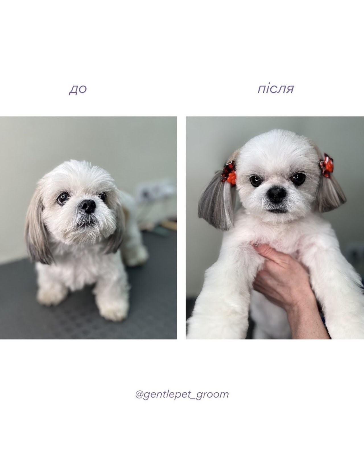 Gentle Pet Grooming Centre