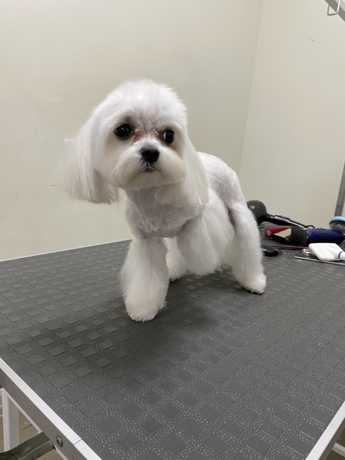 Gentle Pet Grooming Centre