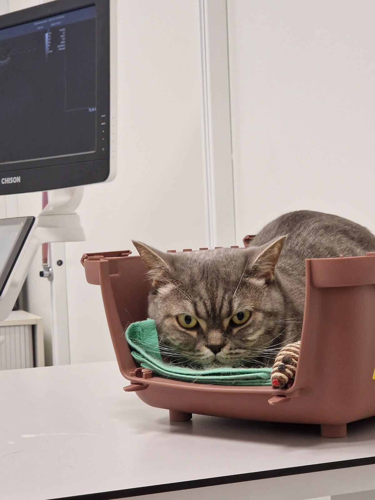 All Pets Veterinary Clinic
