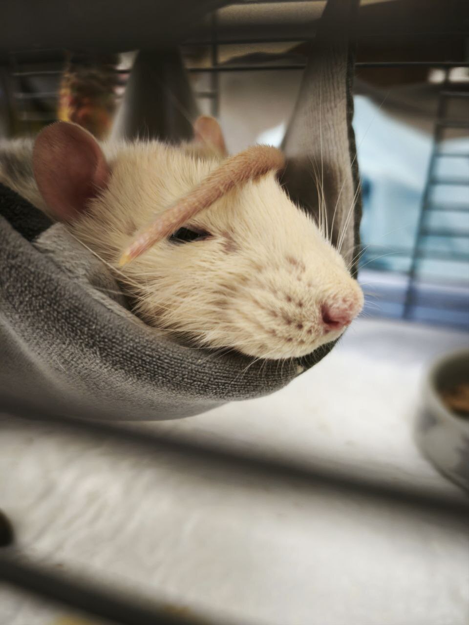 Ветеринарна клініка Vet Center