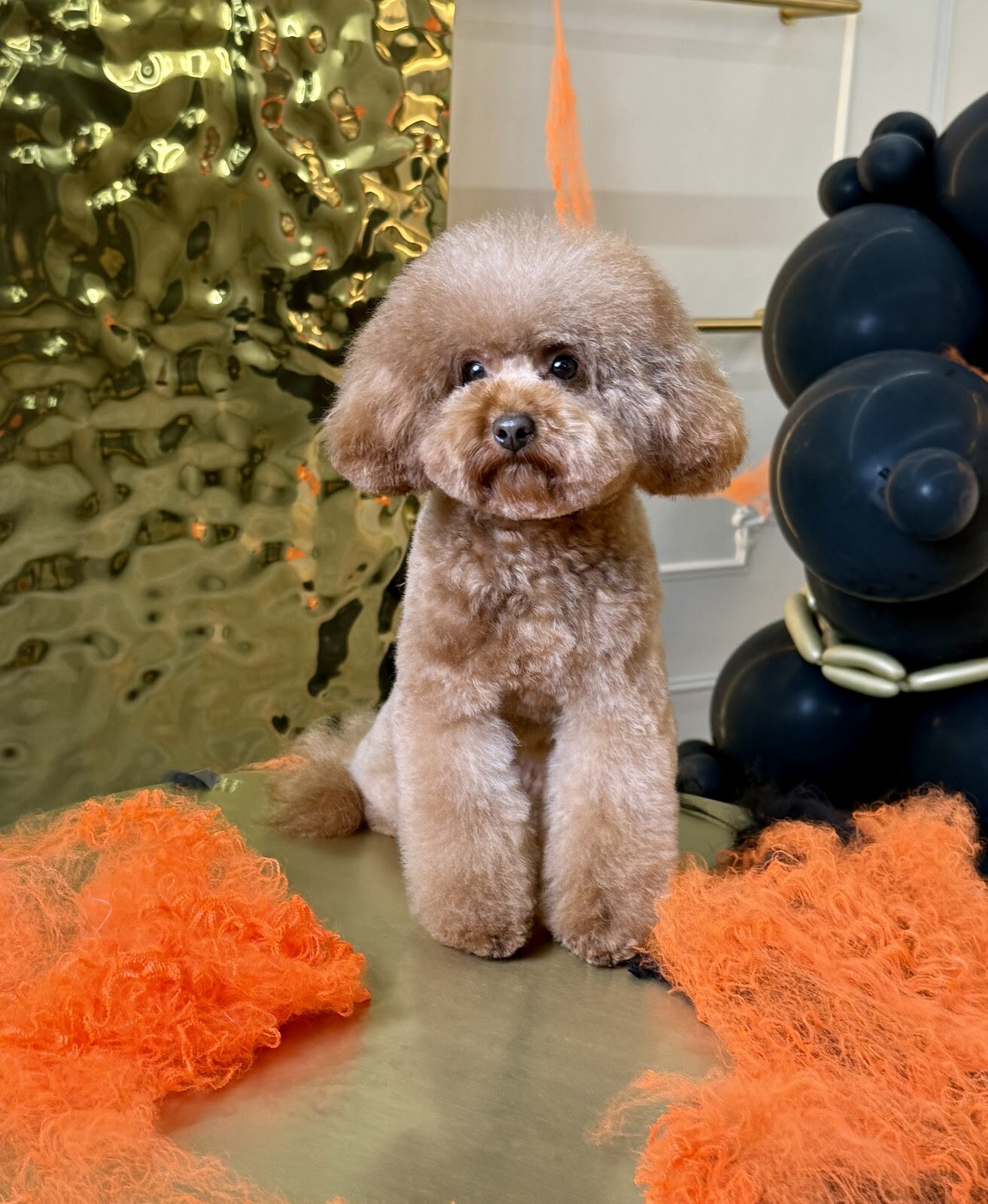 Posh Dogs Грумінг Салон Краси для песиків