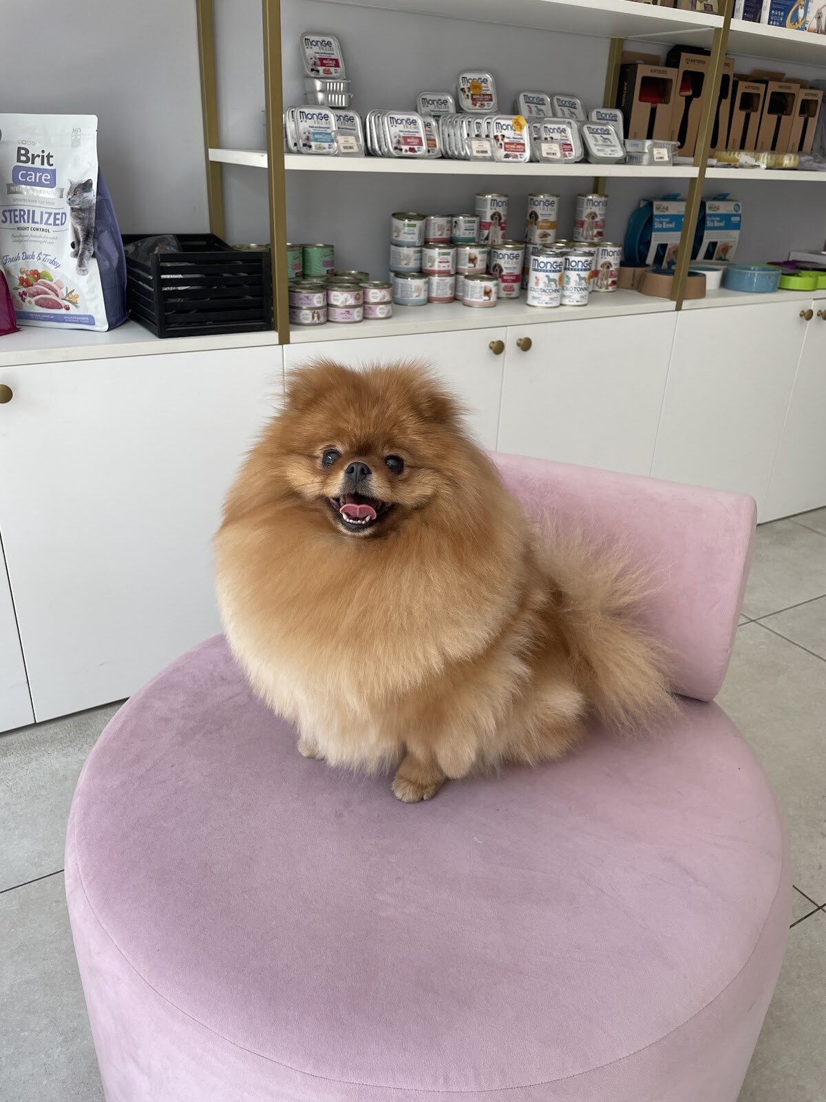 Mr. Snoopy grooming & boutique