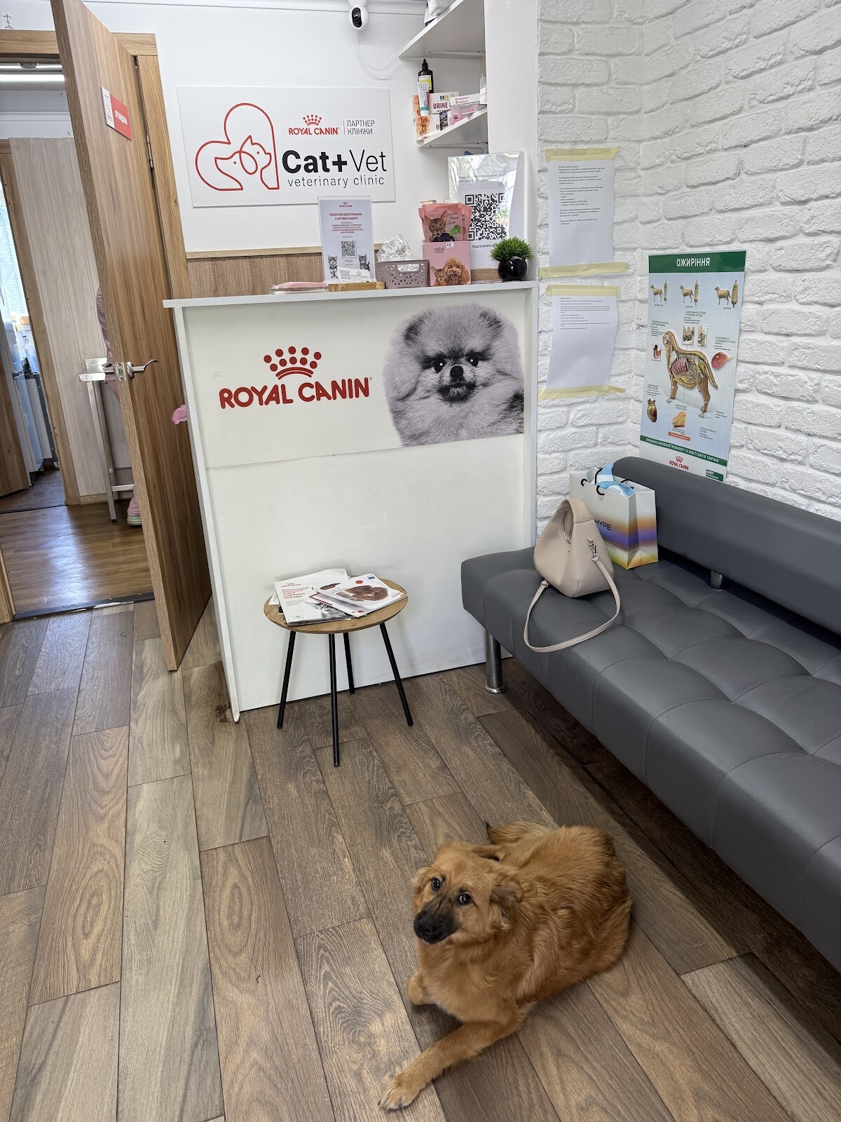 Ветеринарна клініка «Cat+Vet»