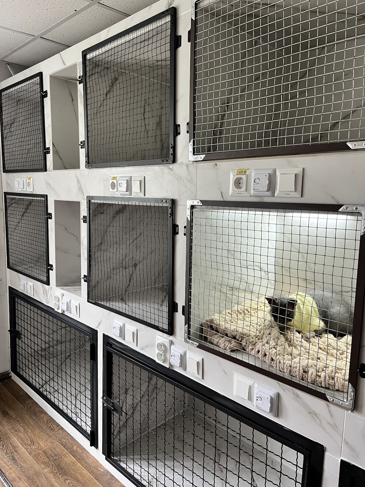 Ветеринарна клініка «Cat+Vet»