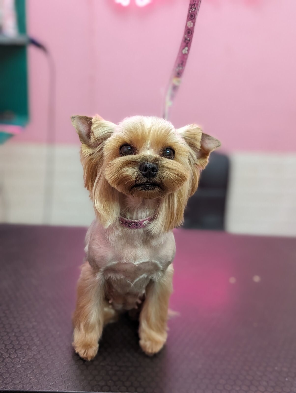 Стрижка собак и котов Днепр. Груминг салон Mimi pets