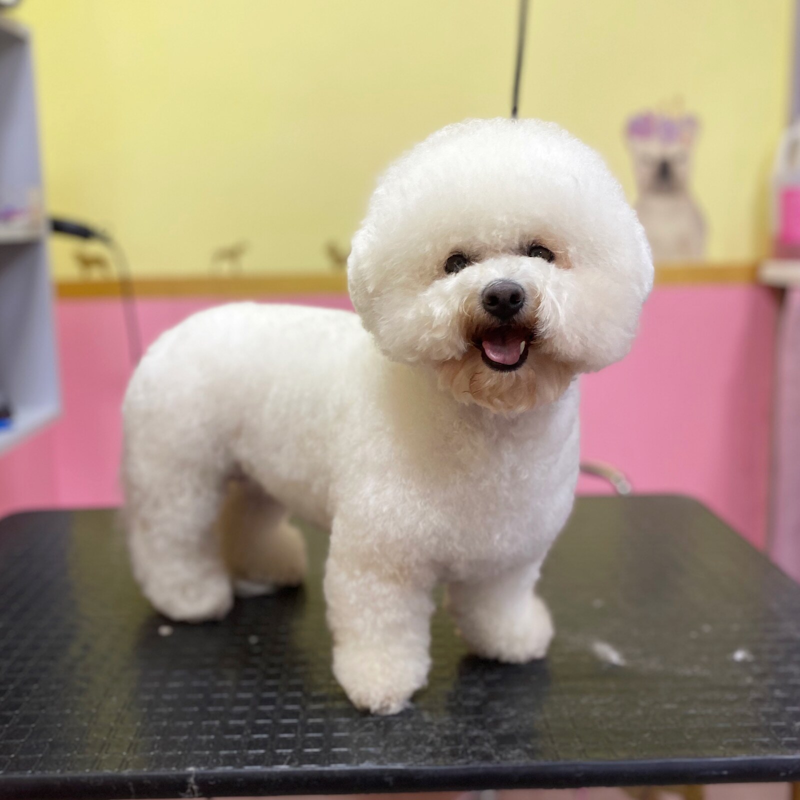 Стрижка собак и котов Днепр. Груминг салон Mimi pets