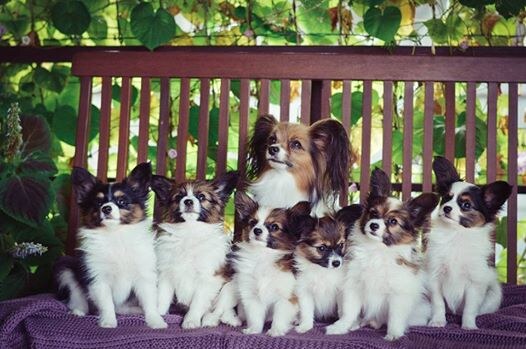 Питомник собак породы Папильон - «ATIYA ILHAAM» - kennel papillon