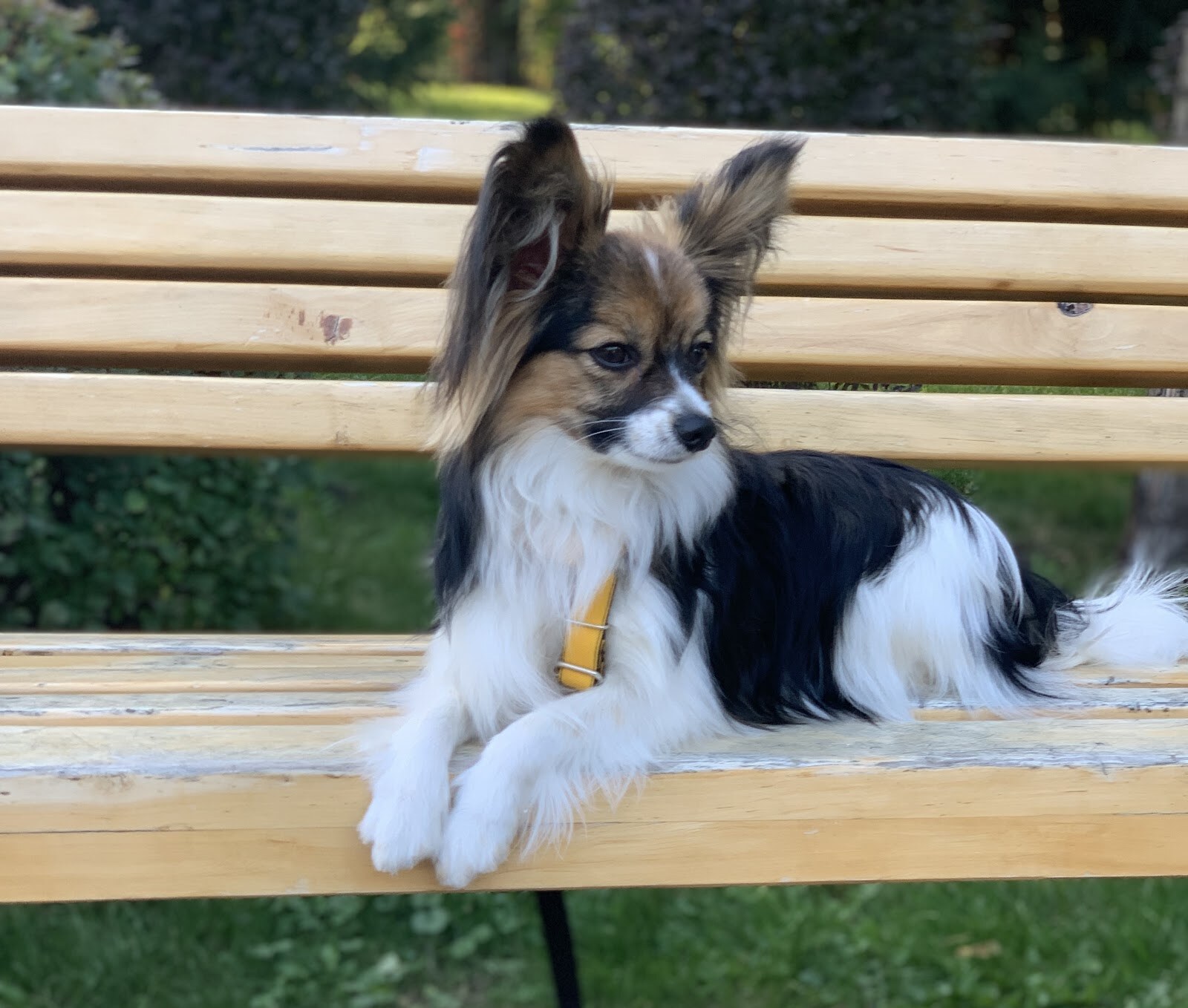 Питомник собак породы Папильон - «ATIYA ILHAAM» - kennel papillon
