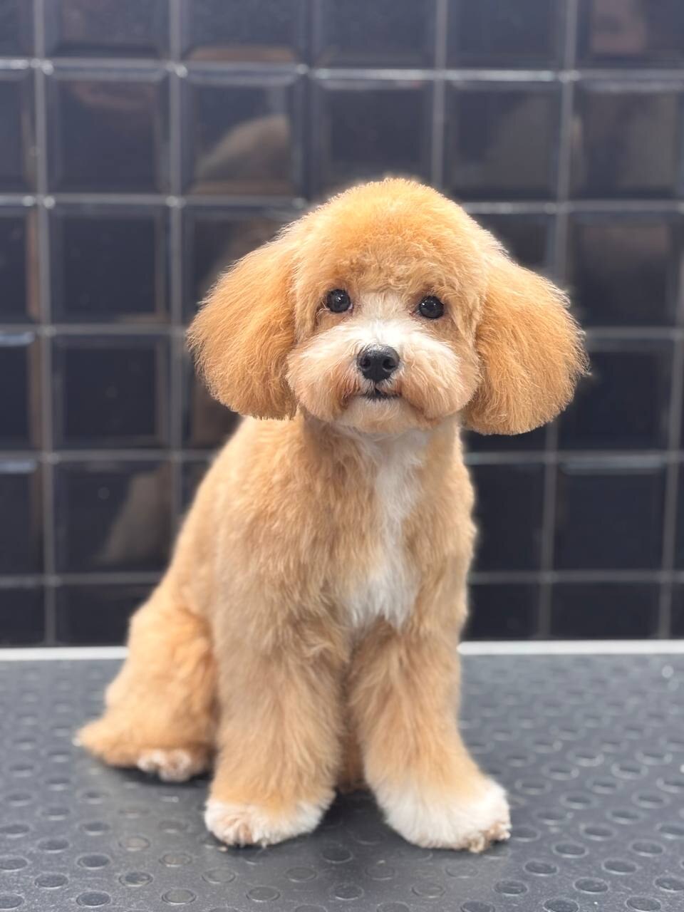 BeautyPets