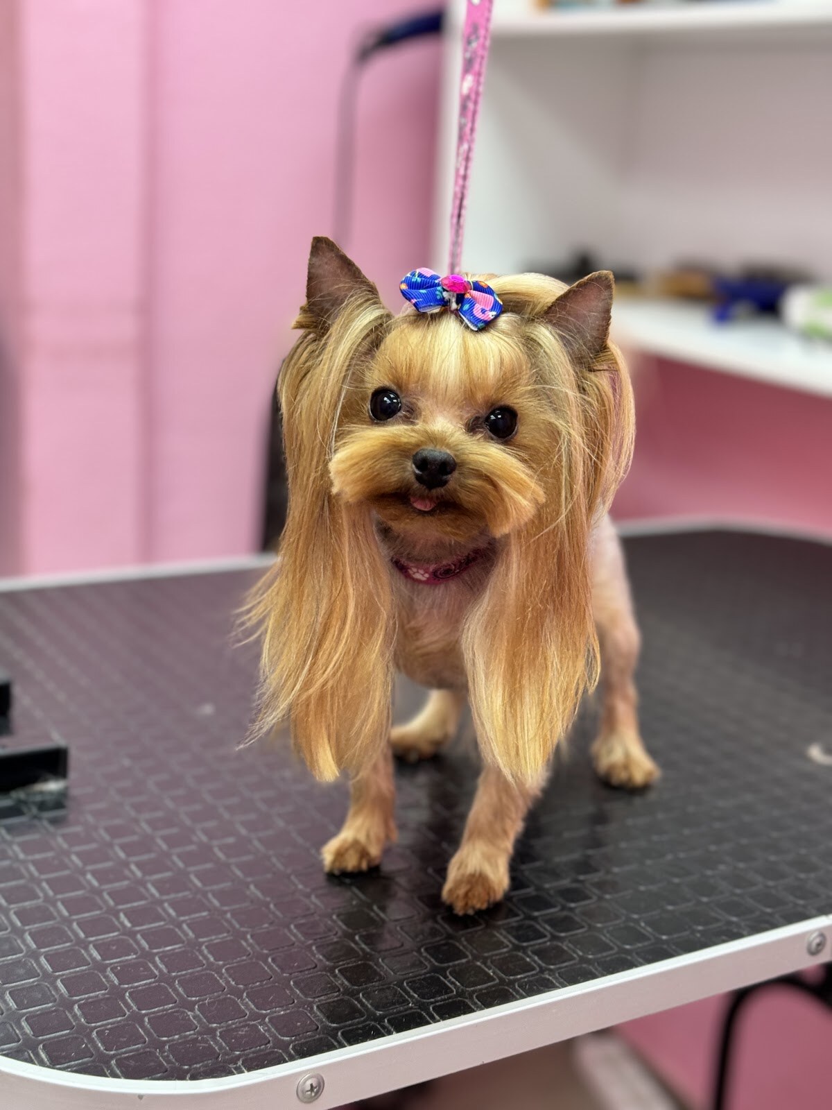 Зоосалон Mimi pets