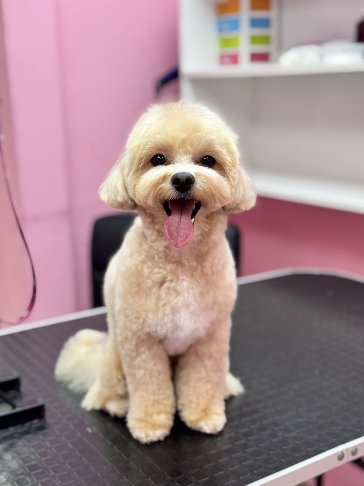 Зоосалон Mimi pets