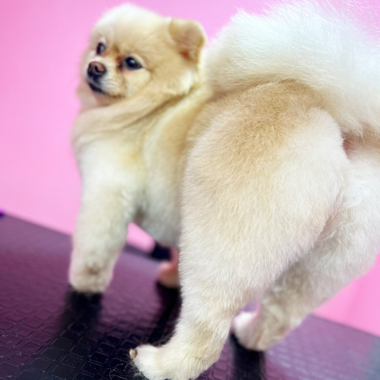 Зоосалон Mimi pets