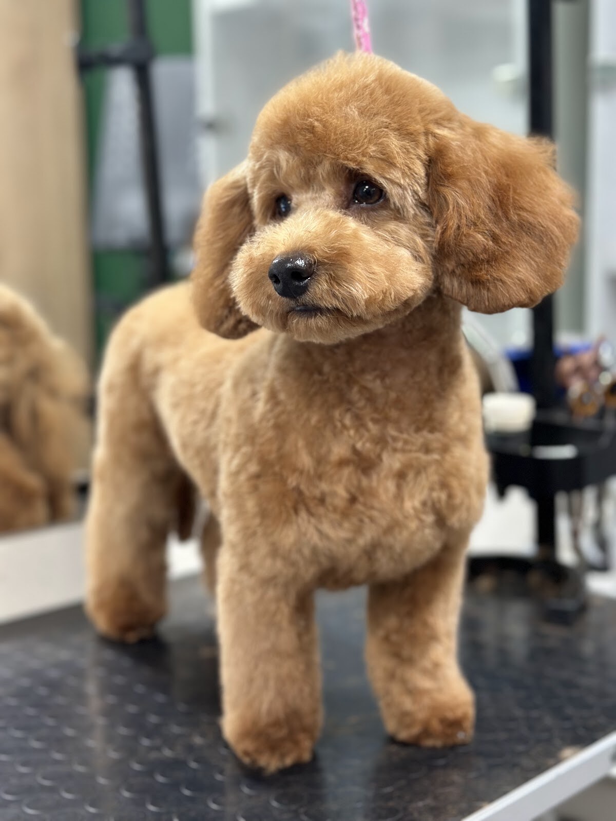 Грумінг салон «Ideale Pets»