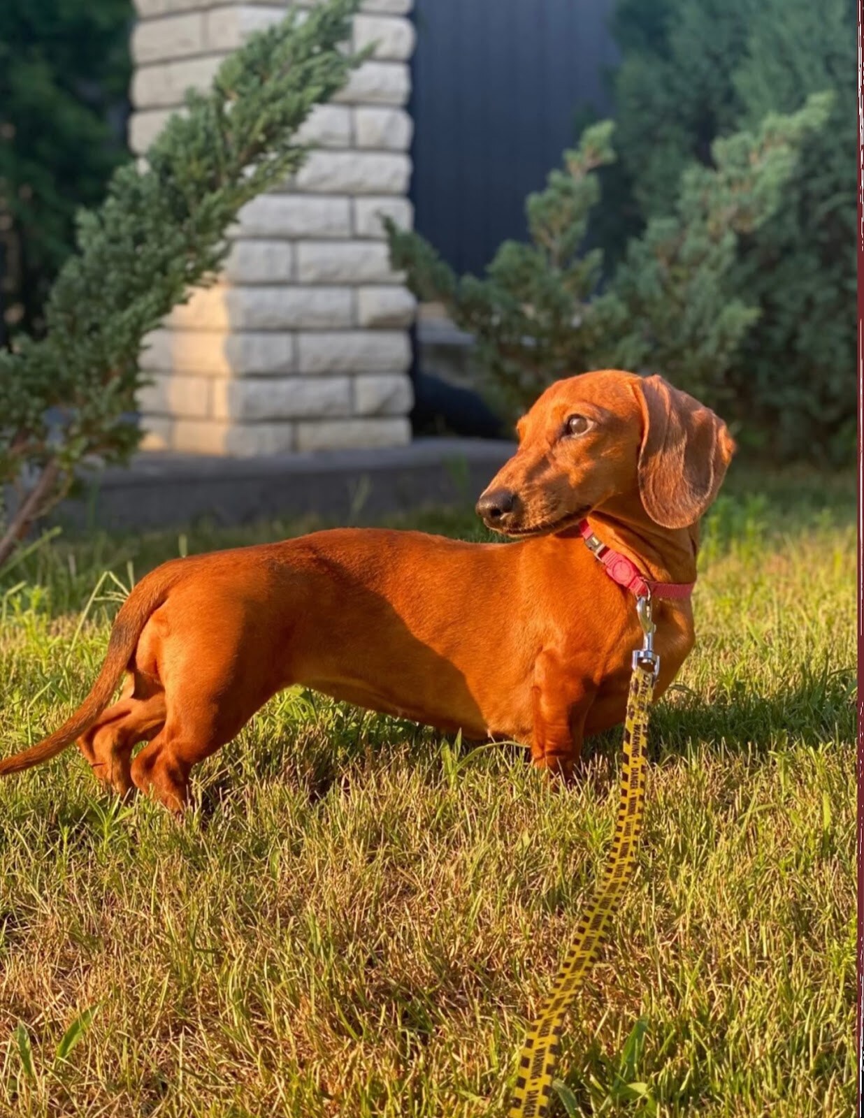Pets Residence Osocor