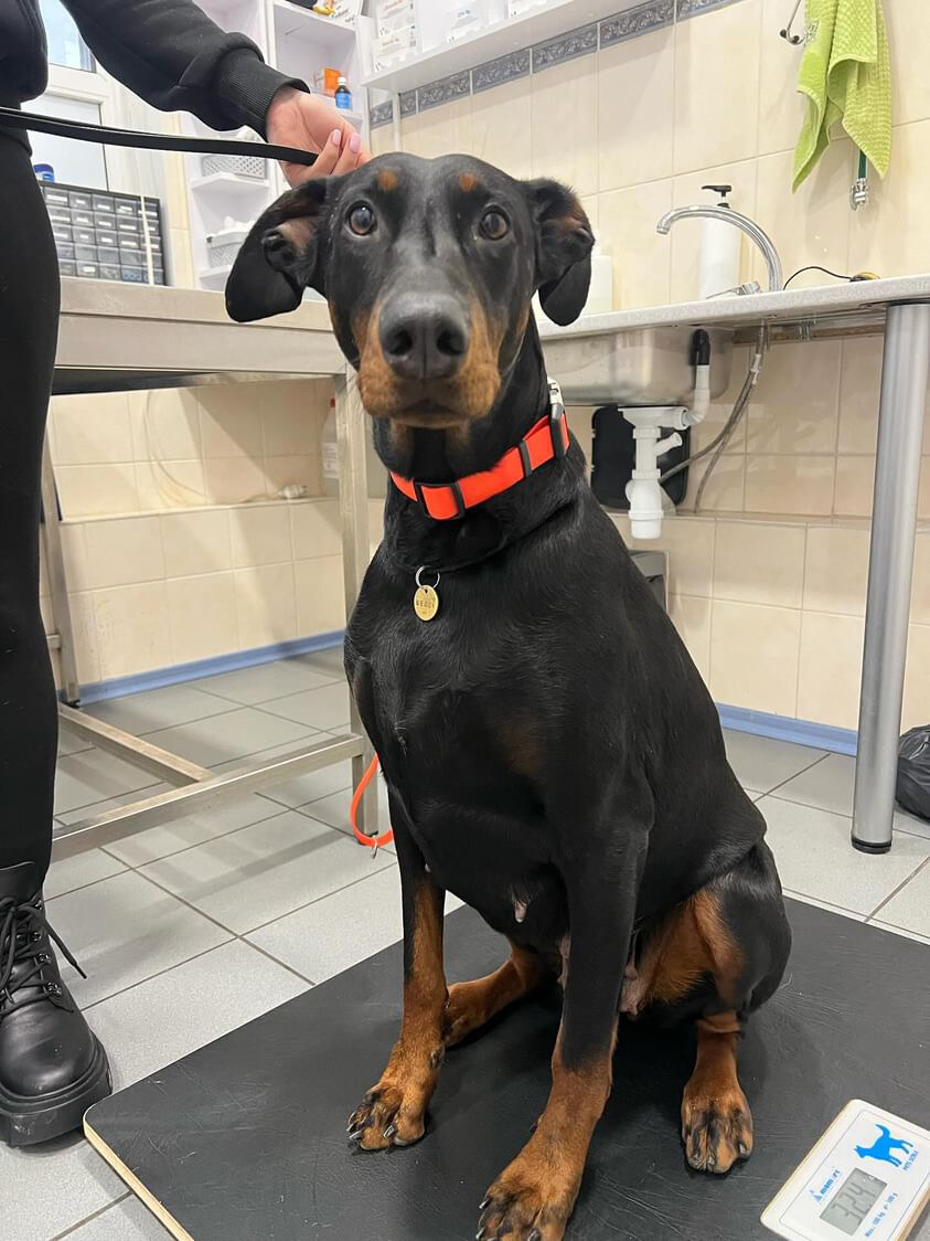 VetLovePet Clinic