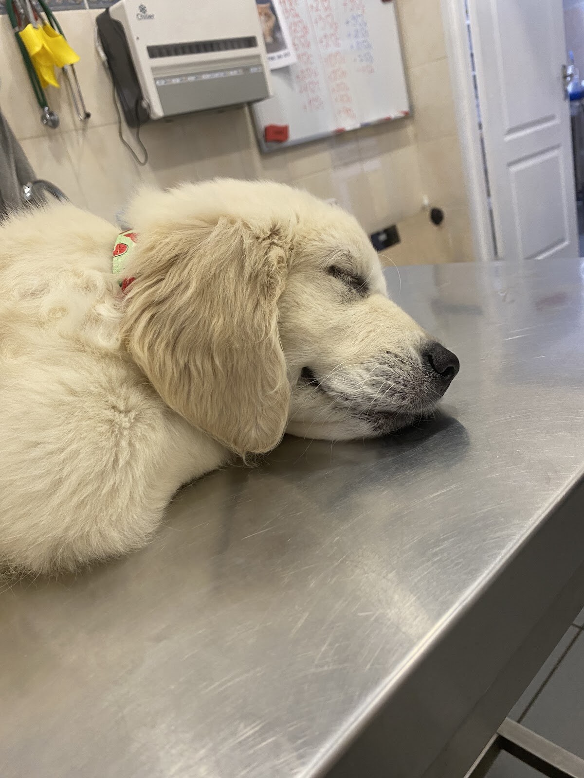 VetLovePet Clinic