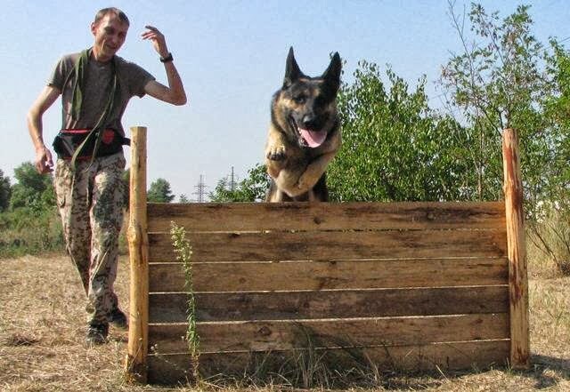 Розплідник «Голден-пак»