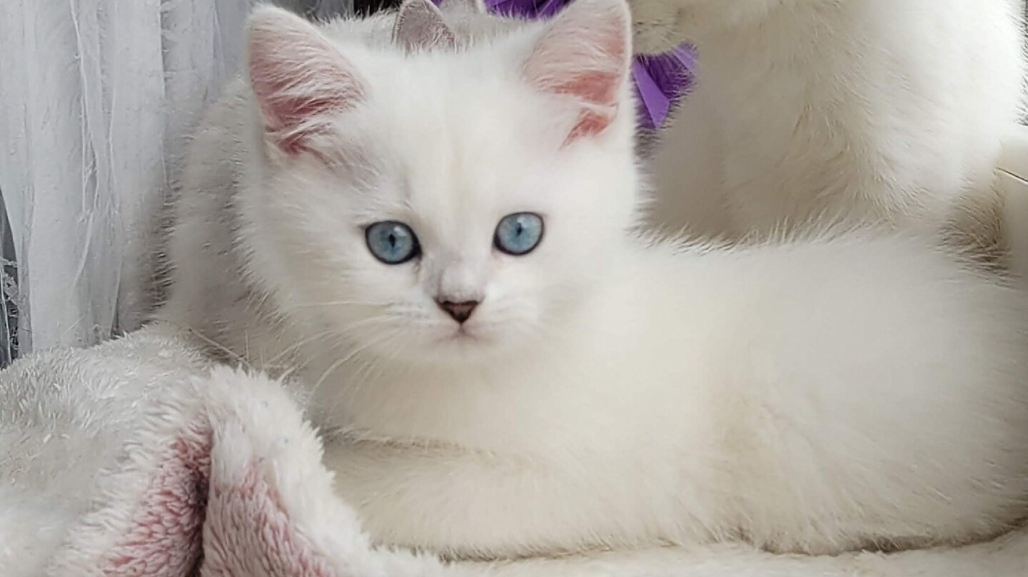 Розплідник британських котів Snow Miracle