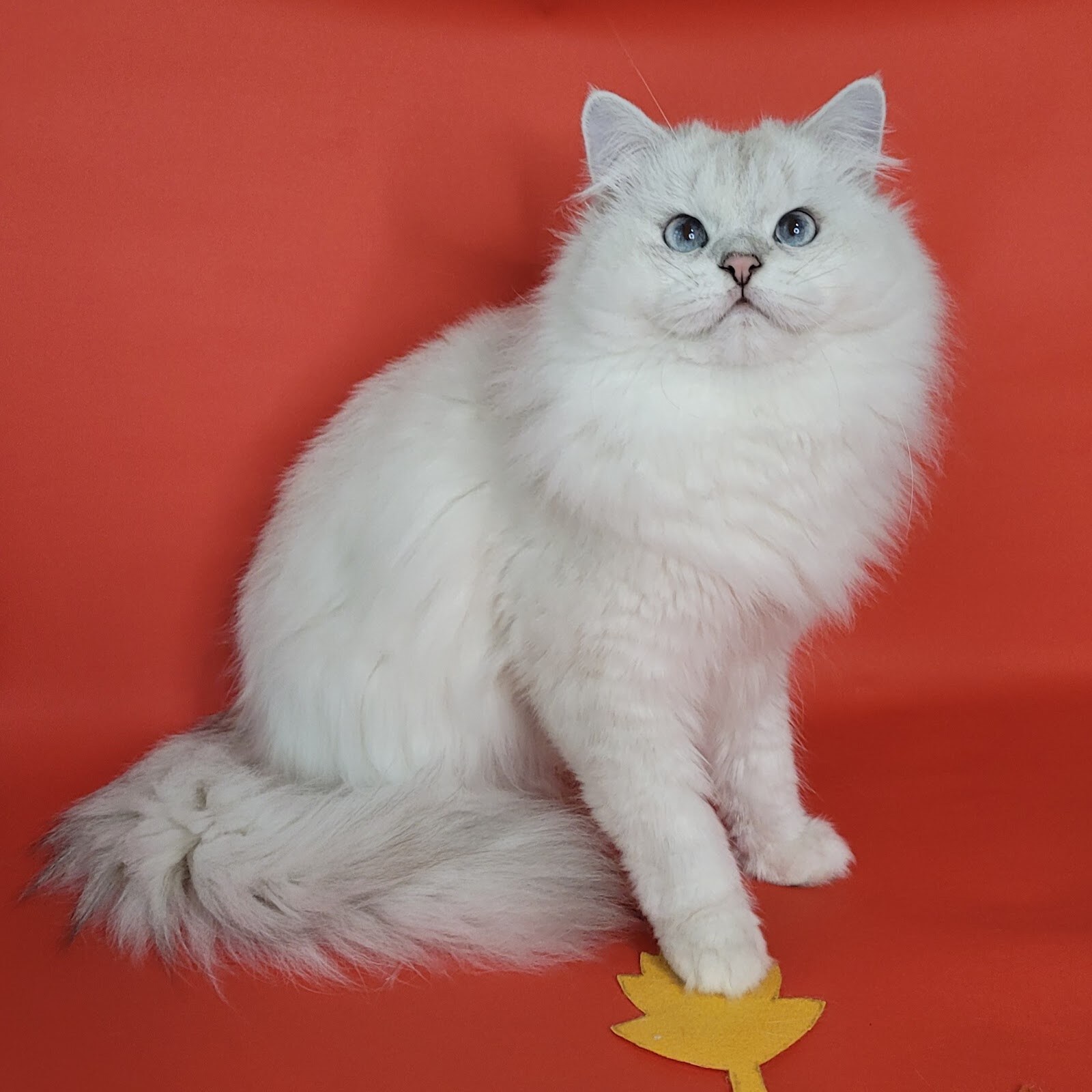 Розплідник британських котів Snow Miracle
