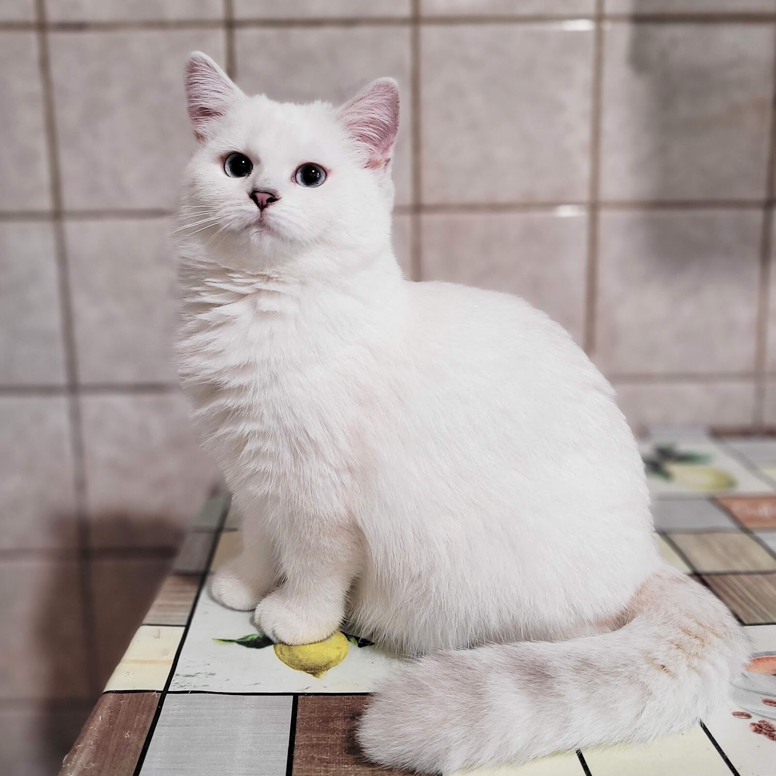 Розплідник британських котів Snow Miracle