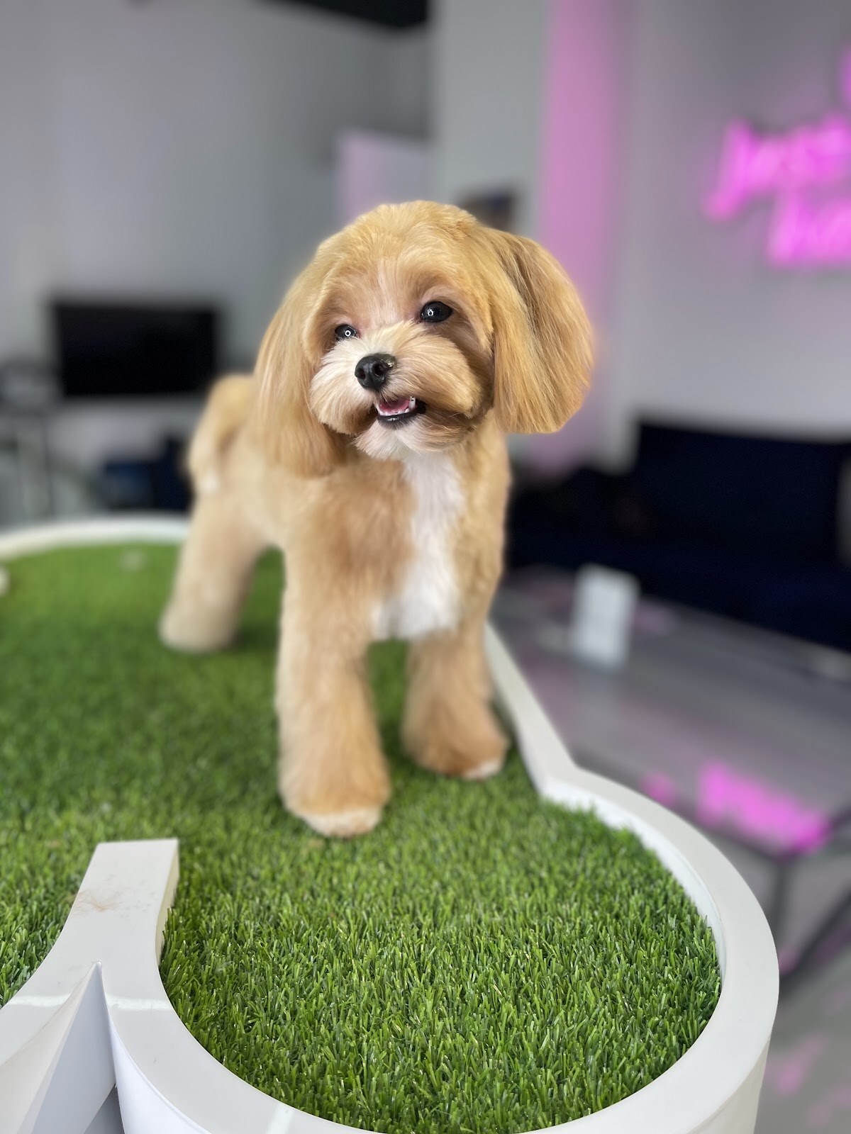 PETS ONLY Spa & boutique