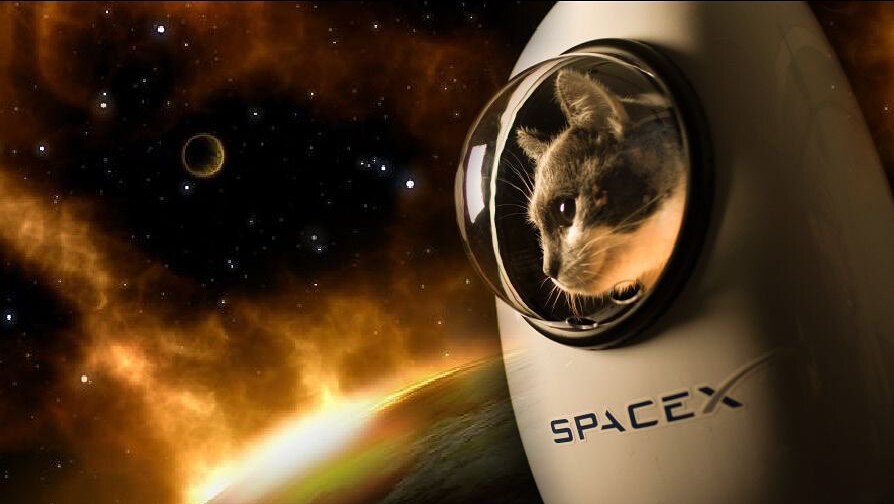 CosmoPet - космічні рюкзаки для котів та собак