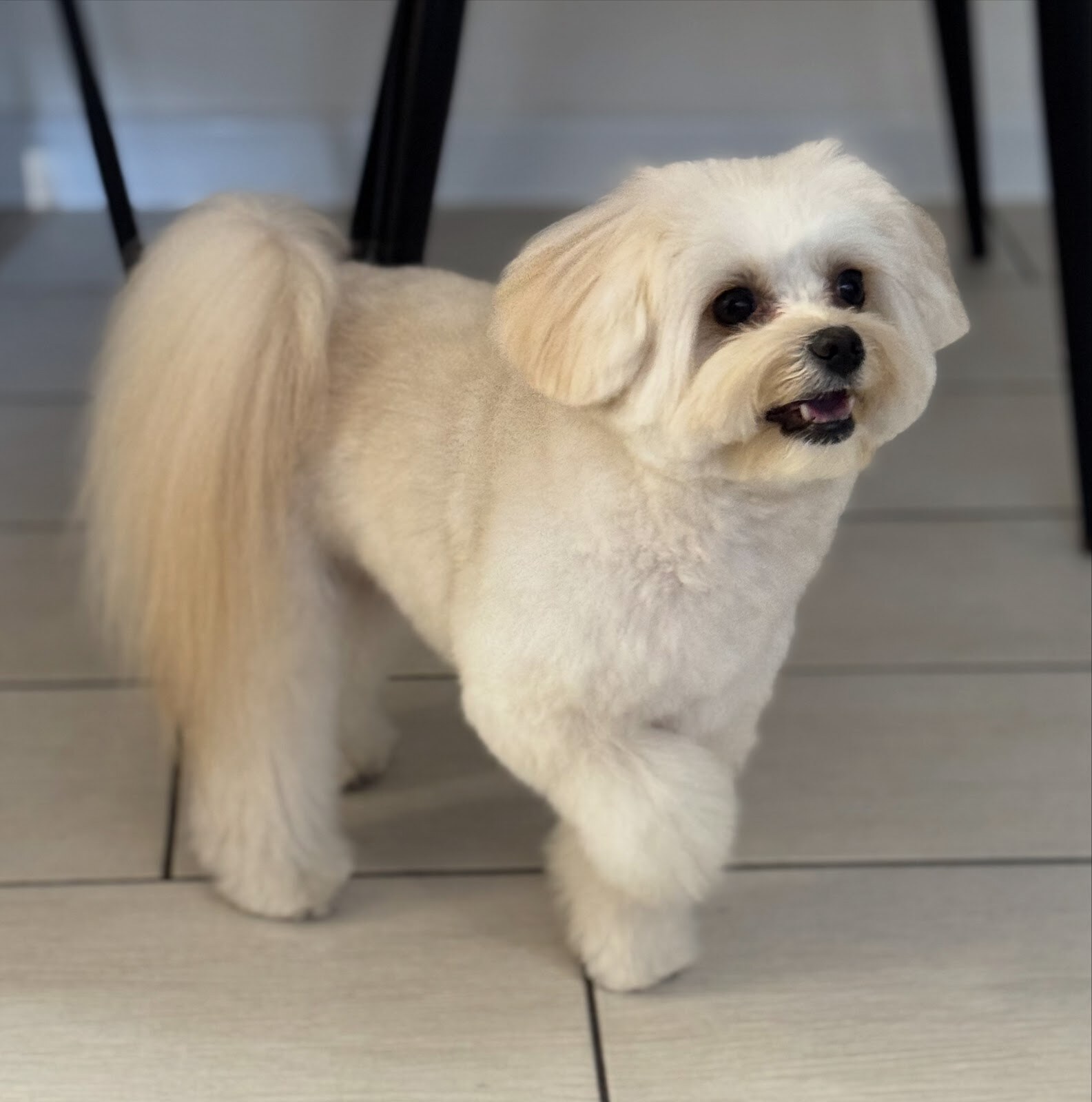 Sasasen Grooming&Spa ЗАЗАЗЕН ГРУМІНГ САЛОН & СПА для домашніх тваринок. (ЗaЗaЗen)