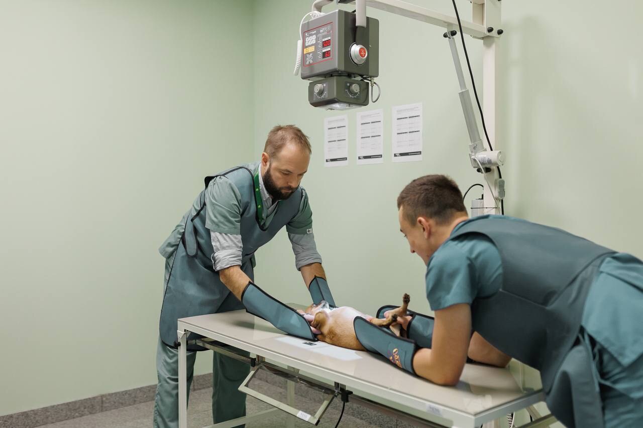 veterinary hospital «Genesis»
