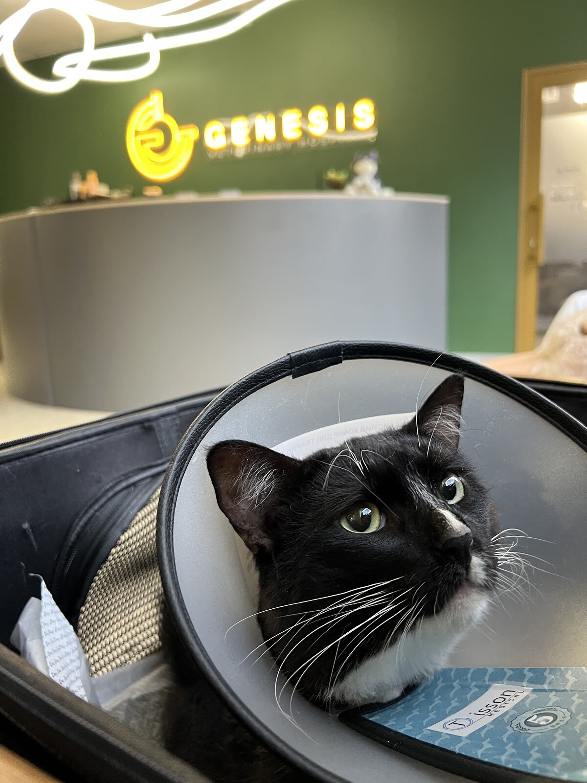 veterinary hospital «Genesis»