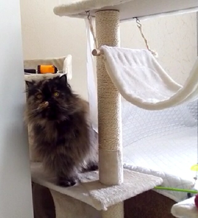 CatsHotel - Гостиница для кошек киев