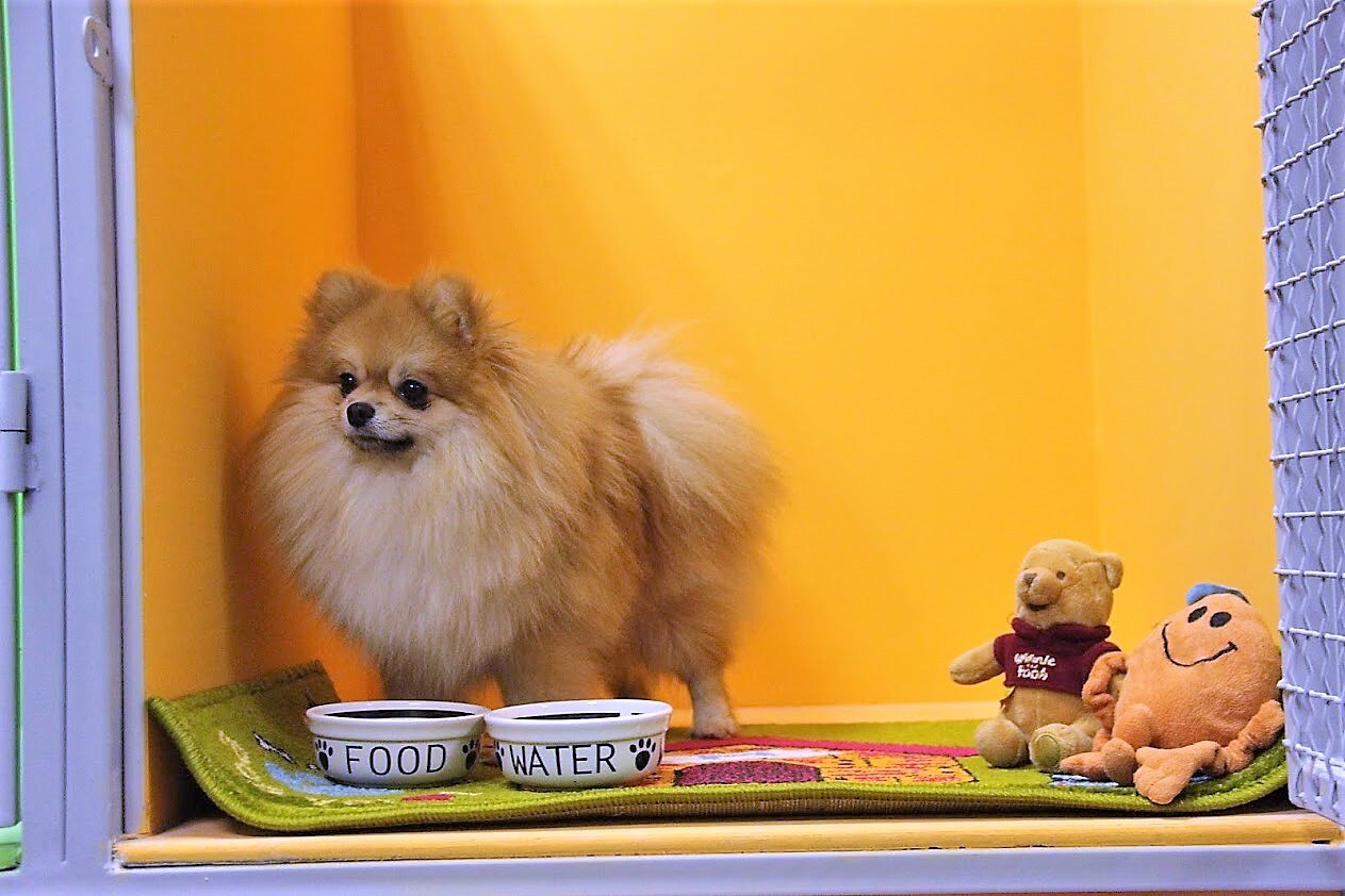 Зооготель «Lucky Zoohotel»