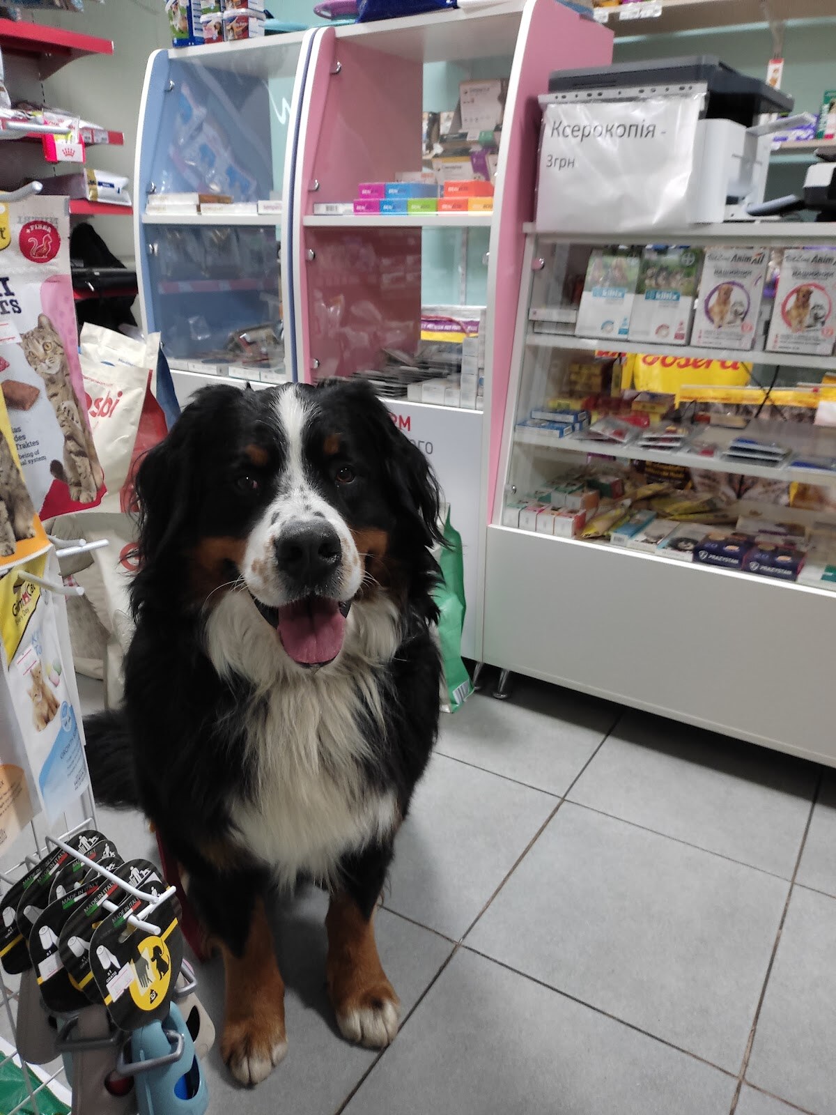 Зоомагазин «Love & Dog»