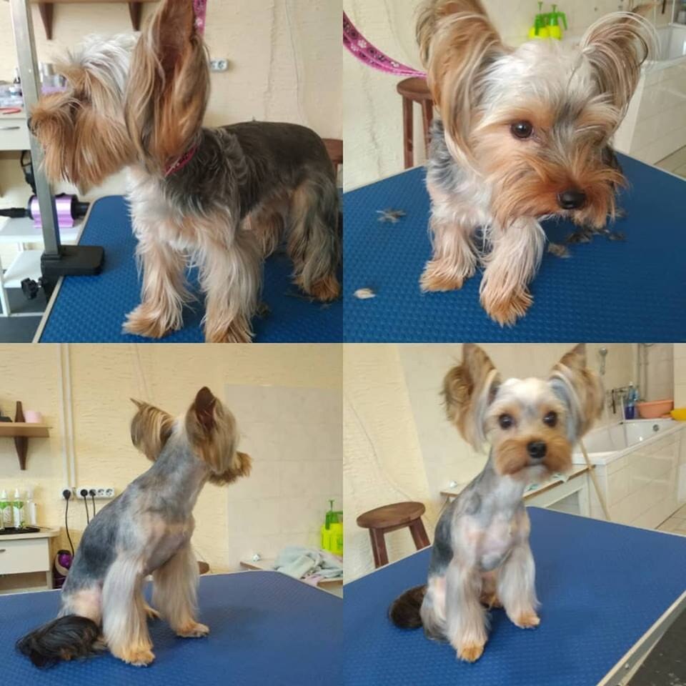 Зоосалон STAR GROOMING