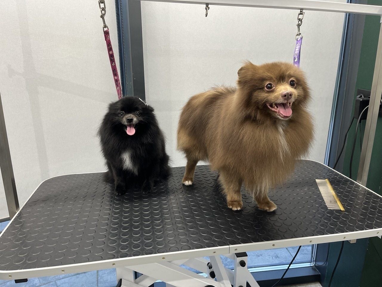 Grooming Salon Zoo Resort