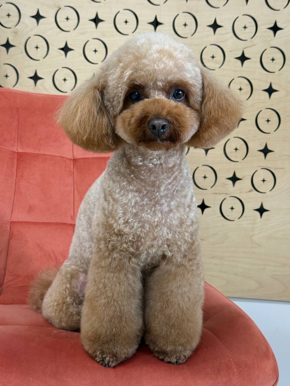 NIRO pets beauty bar