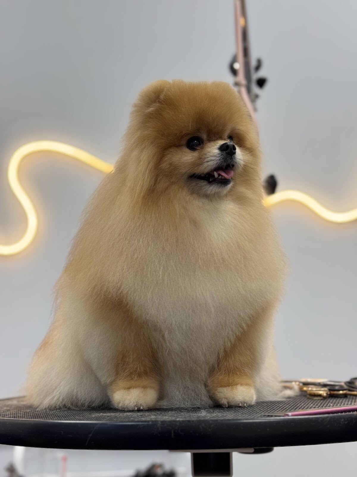 Dogaholic grooming studio