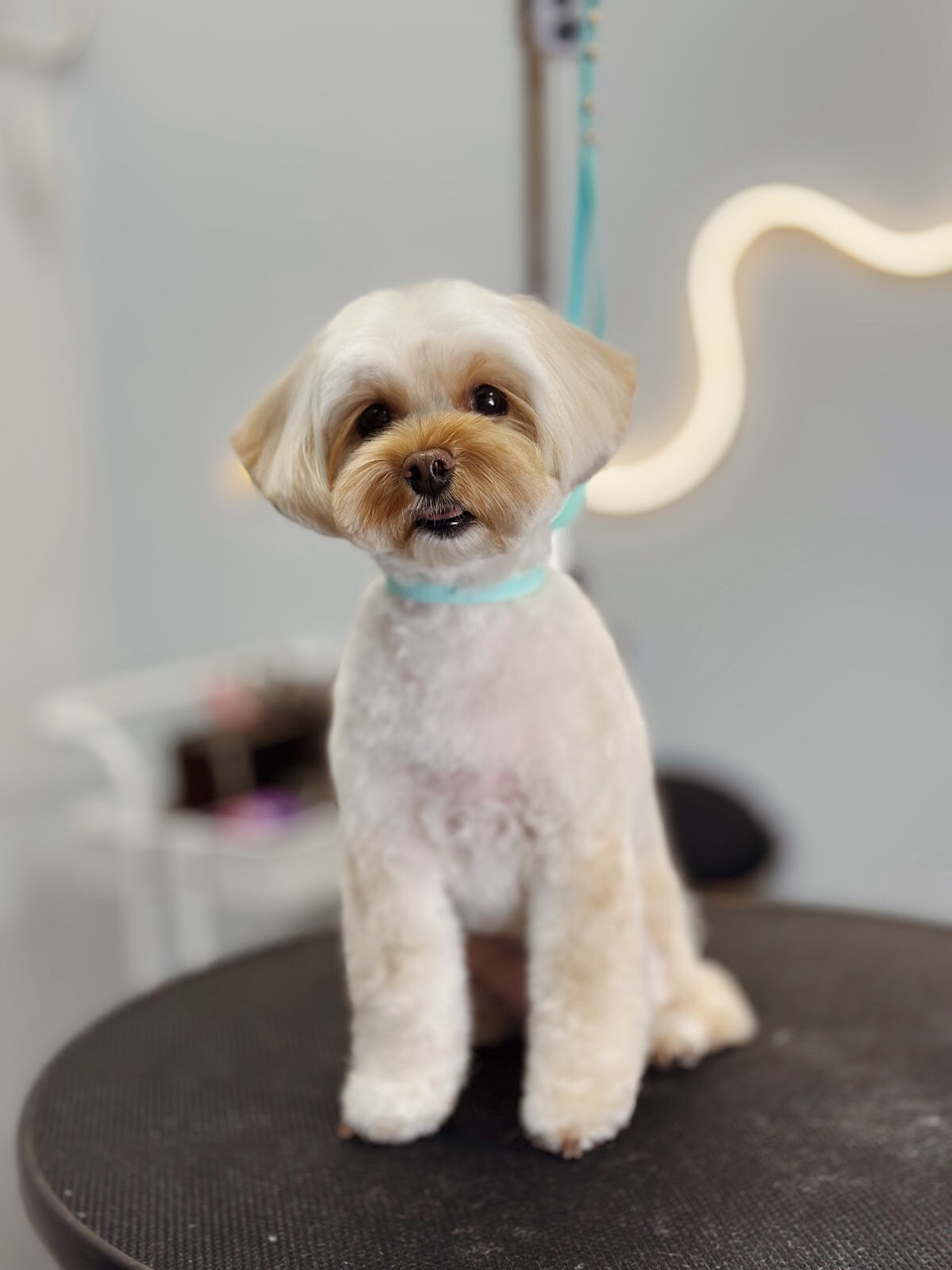 Dogaholic grooming studio