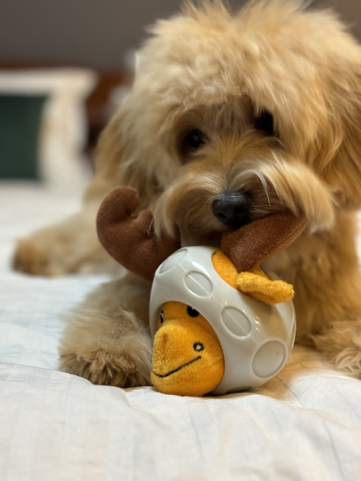 Harmonic Dog
