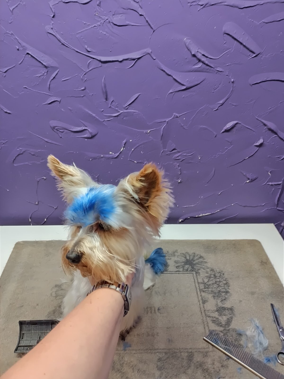 Груминг салон «Petgroomingstyle»