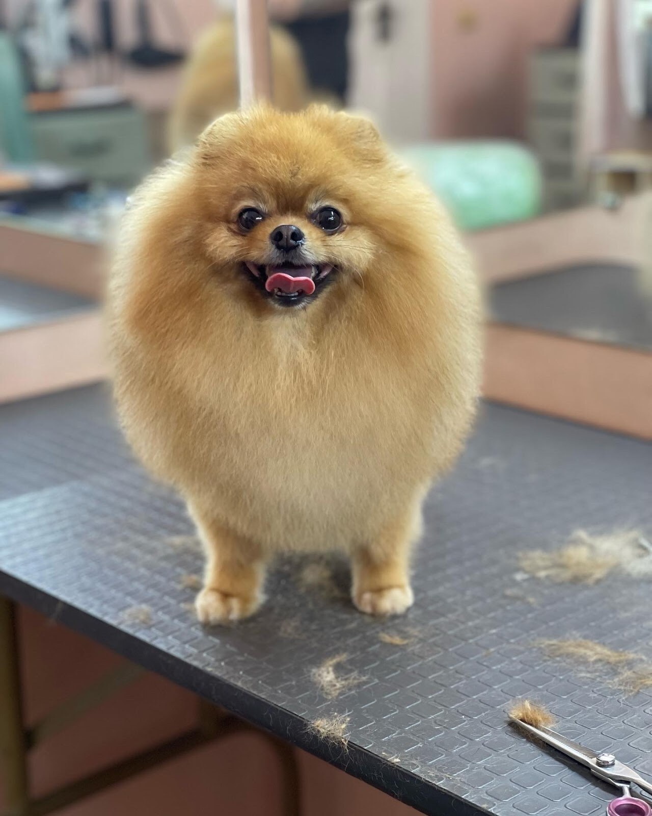 Doggy Style - це грумінг студія на Дарниці