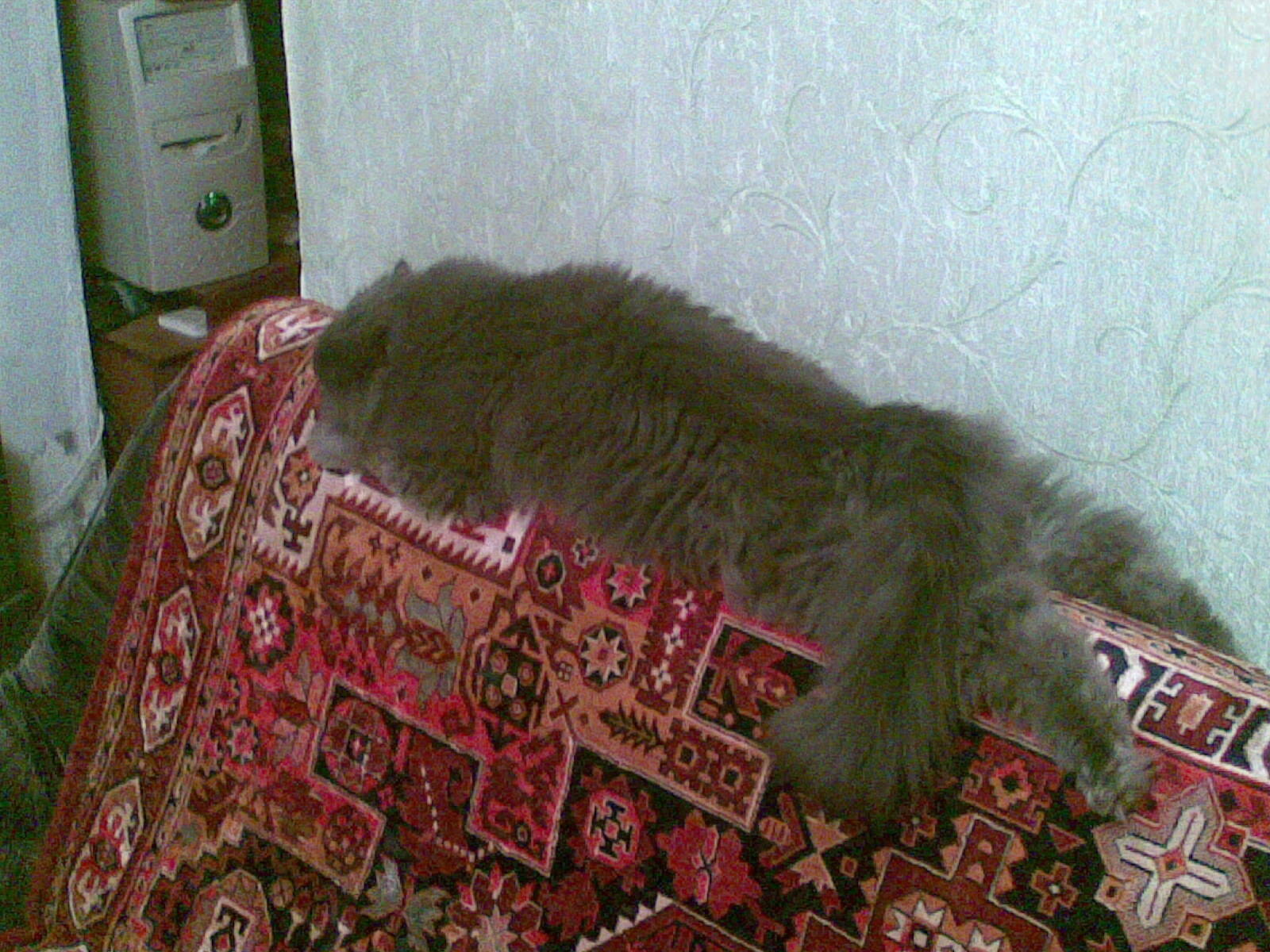 8 зайців