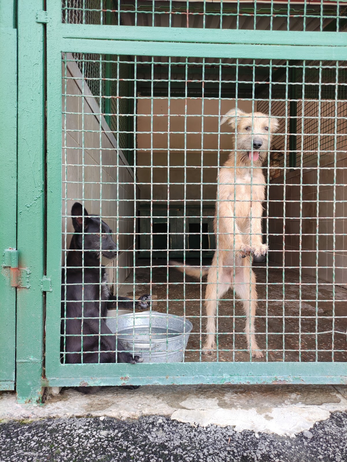 Контакт-центр «Pets Friendly» Харьковского городского приюта для бездомных животных