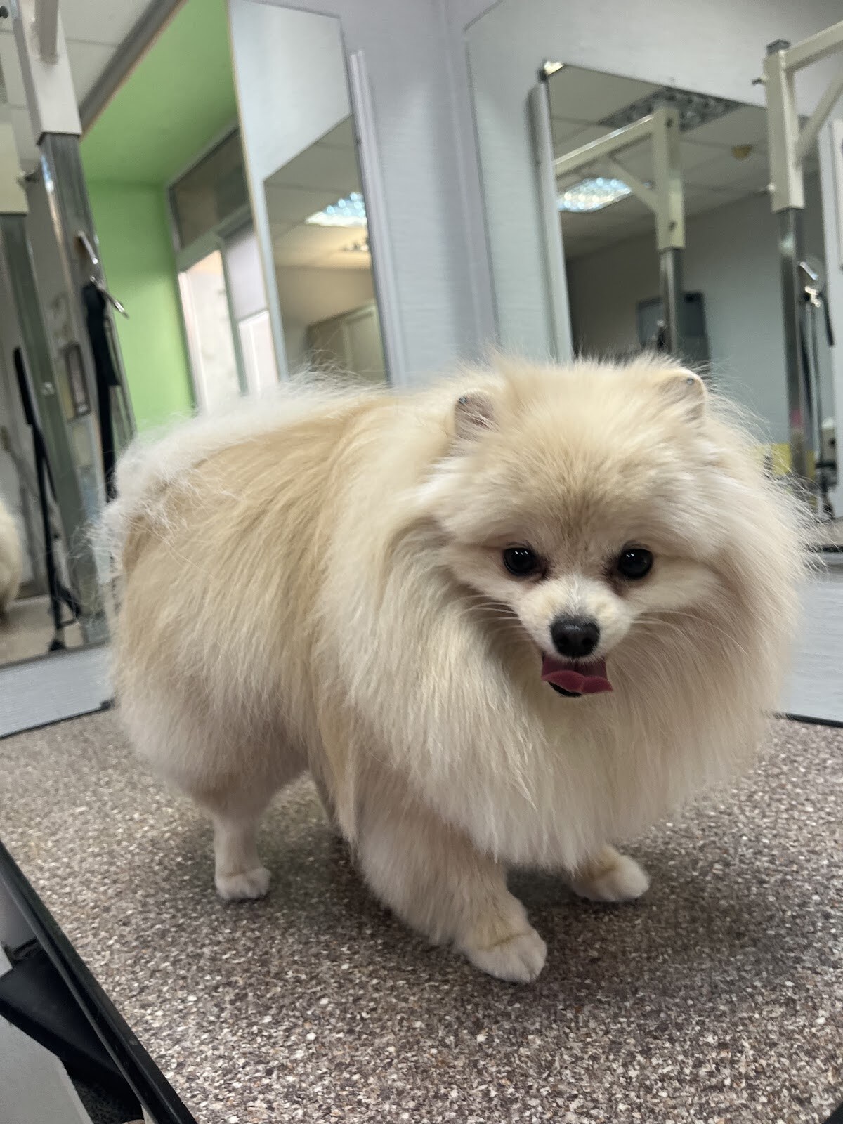 Original Grooming