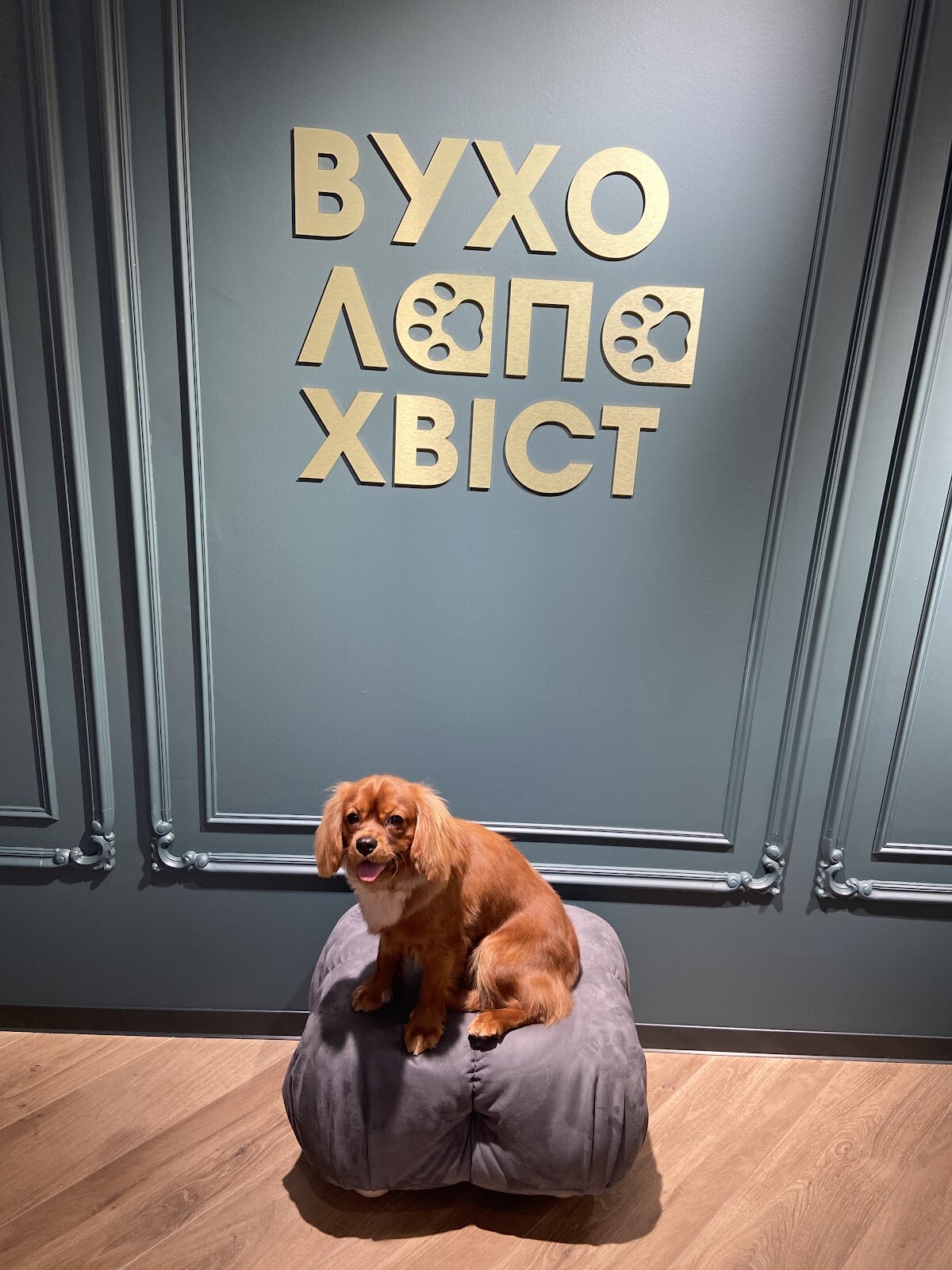 ВухоЛапаХвіст